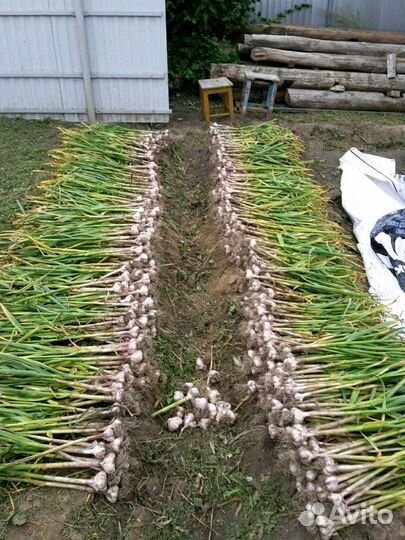 Чеснок домашний