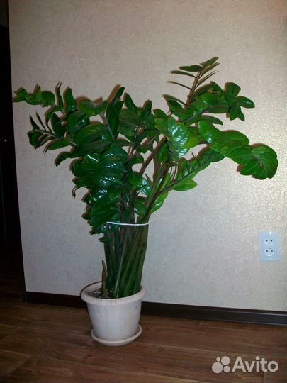 Замиокулькас