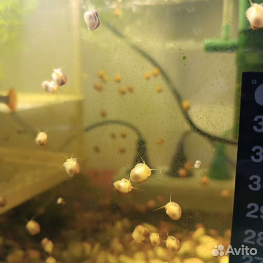 Улитята ампулярии