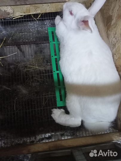 Продам кролика белый паннон
