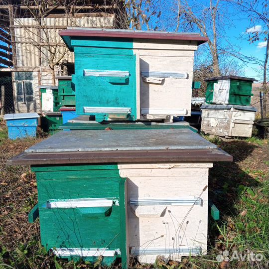 Пчелинные улья 500