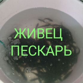 Живец пескарь, пескари