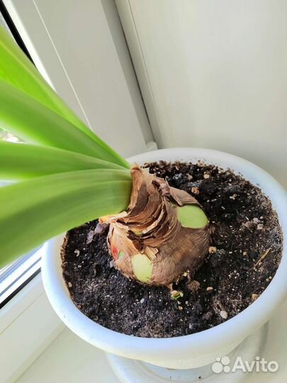 Гиппеаструм (амариллис)