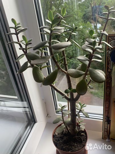 Цветы домашние в горшках