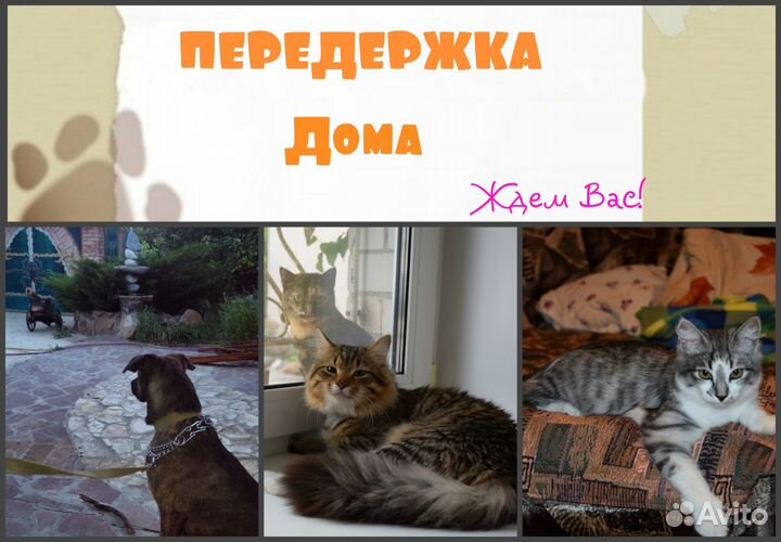 Передержка для ваших питомцев