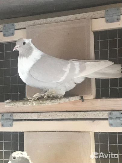 Воронежские зоревые голуби