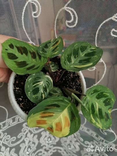 Цветы комнатные