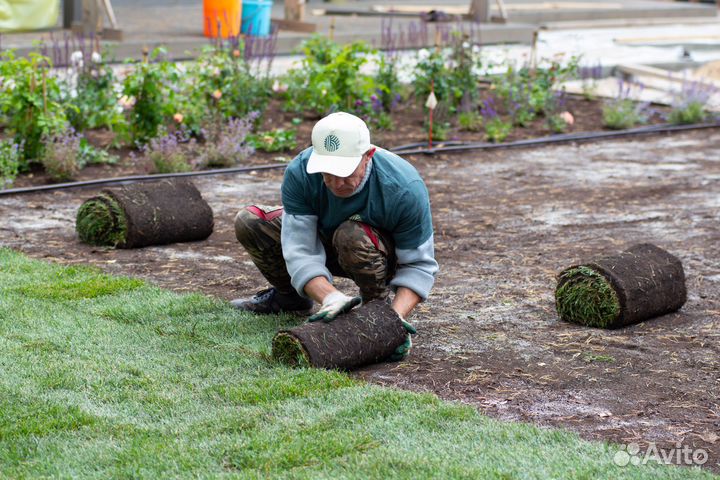 Рулонный газон