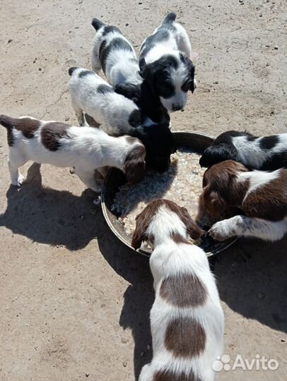 Русский спаниель