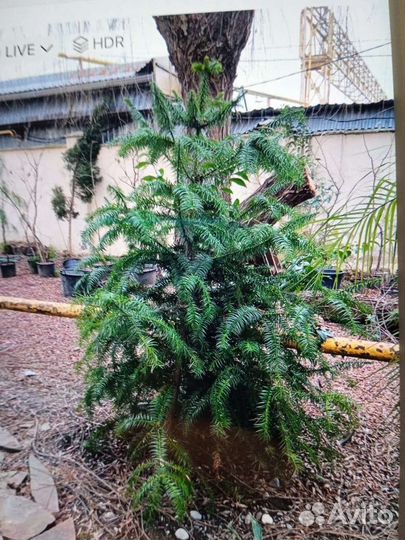 Кунингамия