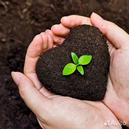 Конский навоз