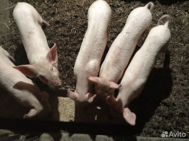 Поросенок ландрас+белорусская