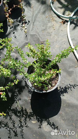 Декоративные растения для сада