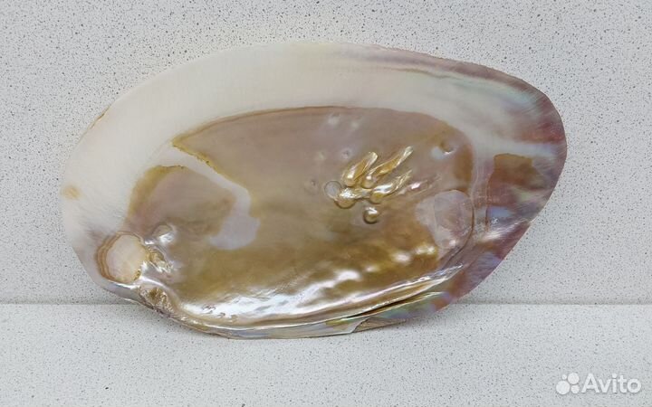 Жемчужница Куминга 17,8 ракушка раковина