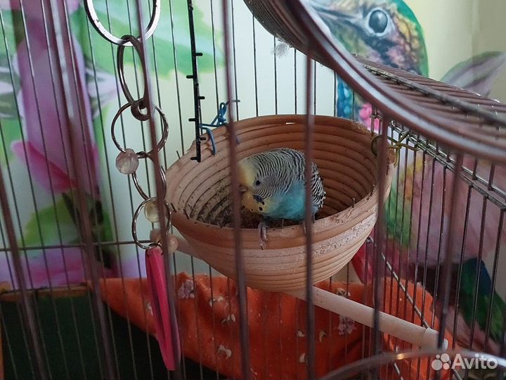 Попугай волнистый