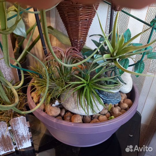 Тилландсия атмосферная