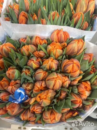 Тюльпаны опом и в розницу