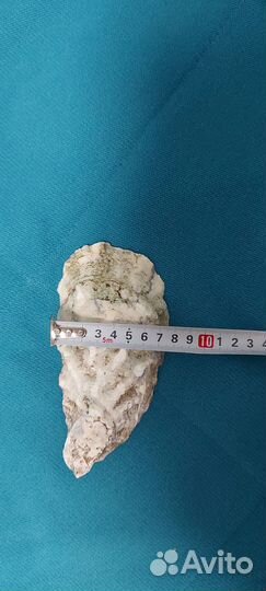 Раковины устриц