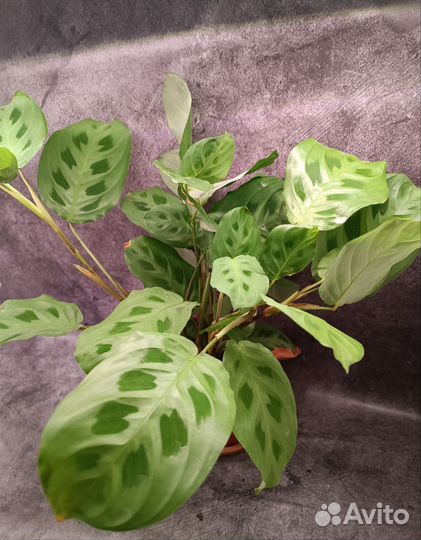 Драцена,Филодендрон,Кодиум,Рафидофора, маранта