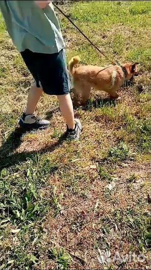 Чебурашкин