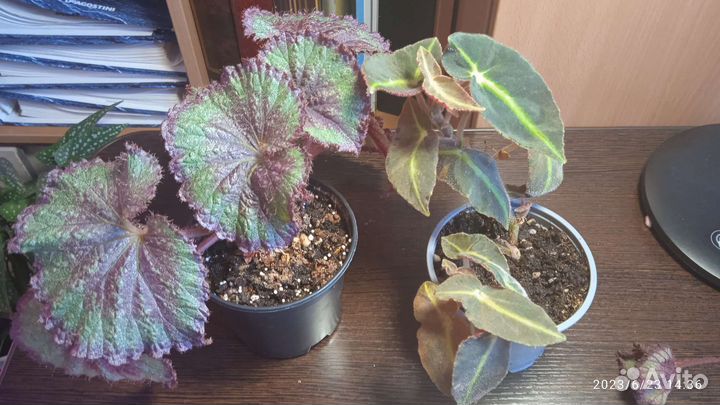 Бегонии декоративнолиственные