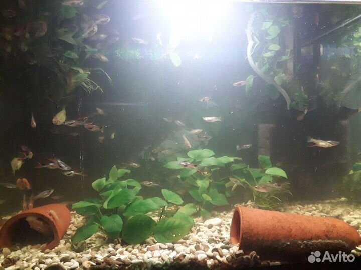 Гуппи Эндлера