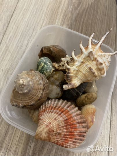 Камни и ракушки декор