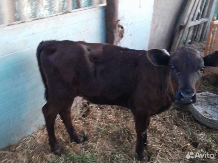 Тёлка дойная и телёнок