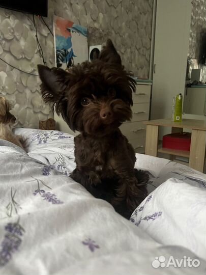 Йорк Вязка Горький Шоколад