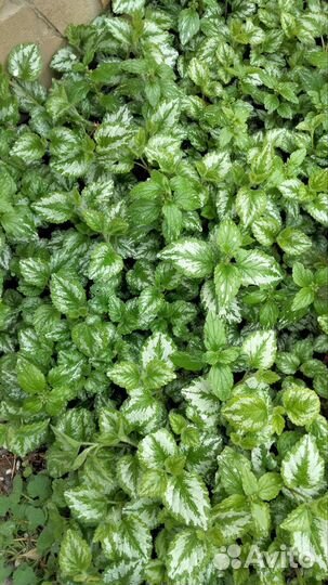 Зеленчук.Почвопокровник