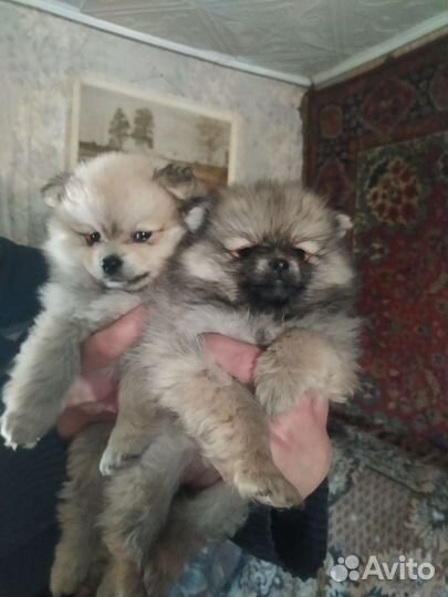 Малый немецкий шпиц