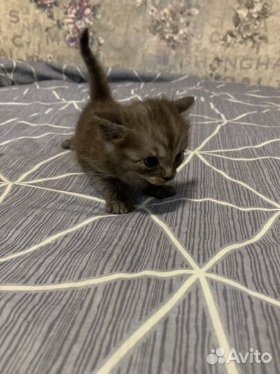 Кошечка в добрые руки