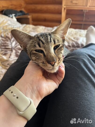 Ориентал (возможно) кот болтушка в добрые руки