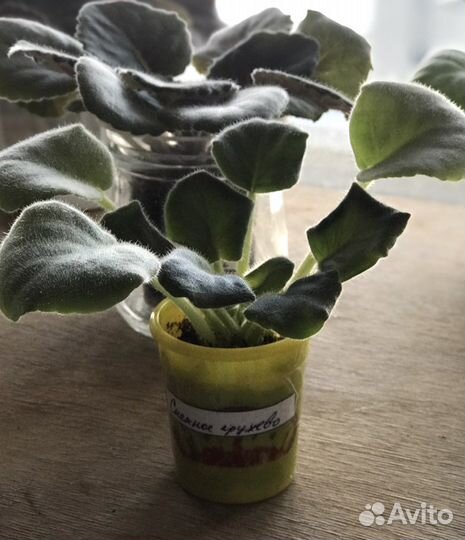 Детки сортовых фиалок