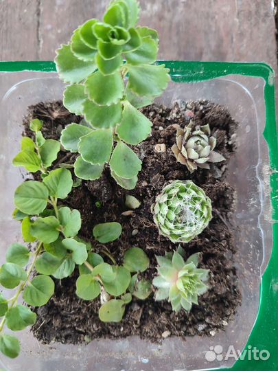 Почвопокровные растения для сада