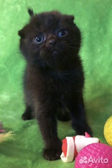 Шотландская