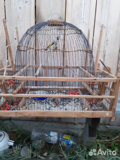 Щеглы снегири