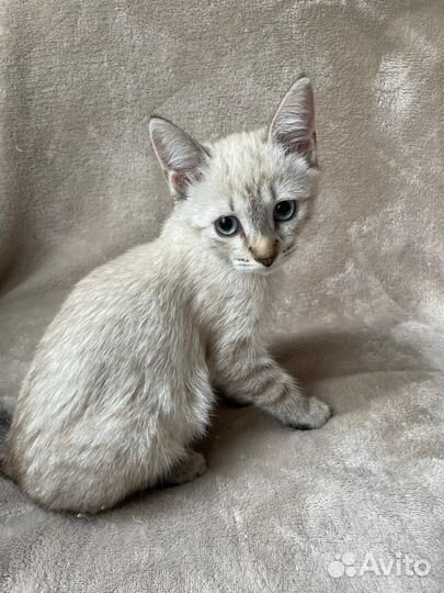 Шикарный котенок девочка в добры руки (2мес)