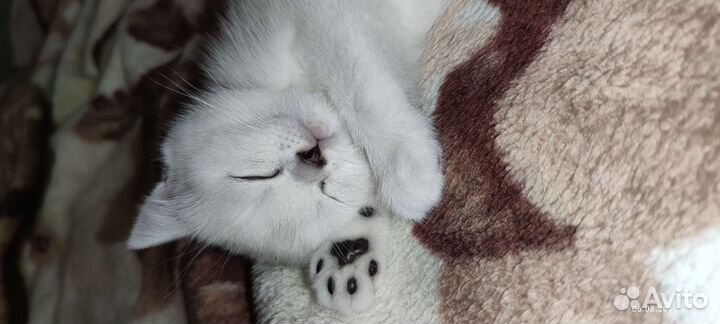 Британская серебристая шиншилла