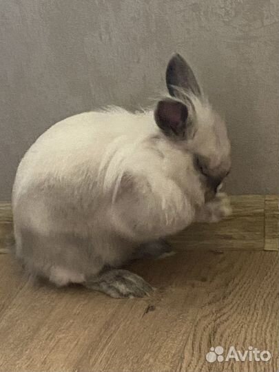 Декоративные кролики