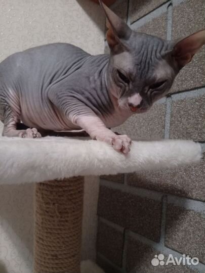 Канадский сфинкс