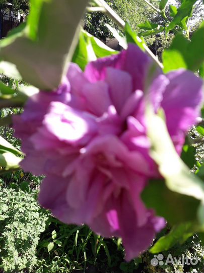 Сортовые гибискусы