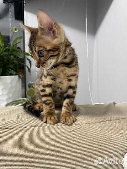 Бенгальские котята