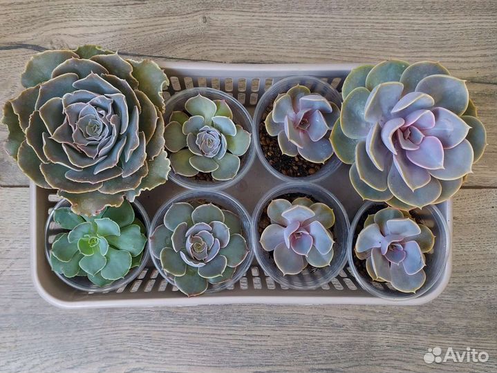 Эхеверии: шавиана и жемчужина