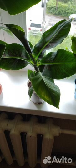 Банан комнатный Киевский карлик