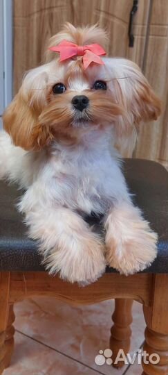 Мальтипу f1 мини девочка