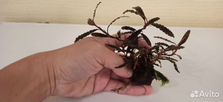 Буцефаландры