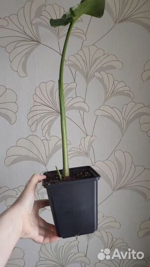 Калла, сциндапсус,эпипремнум