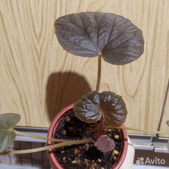 Бегонии, бегонии природники