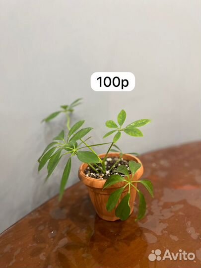 Комнатные растения